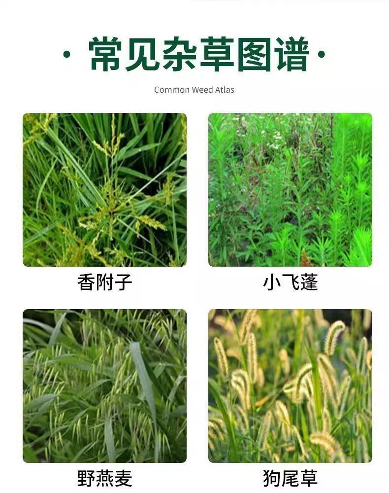 Glufosinate Herbicide - Contrôle des Mauvaises Herbes