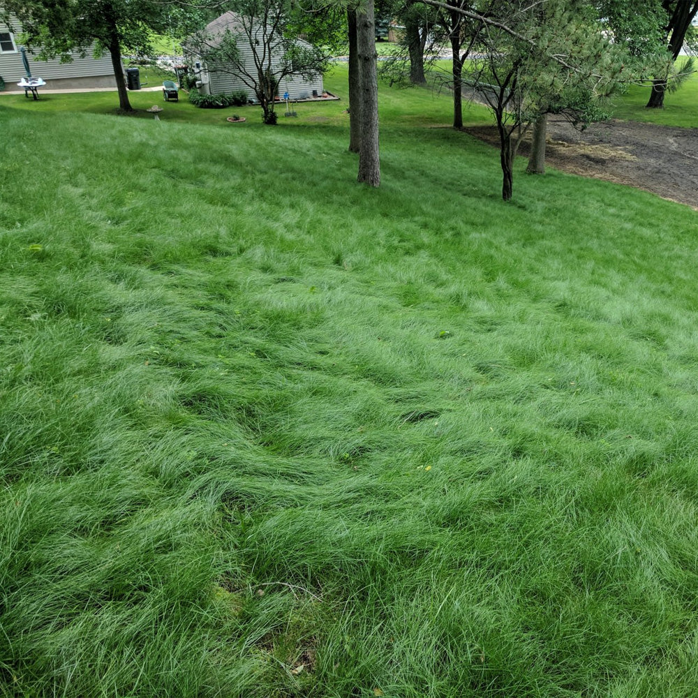 Grain d'herbe hybrides