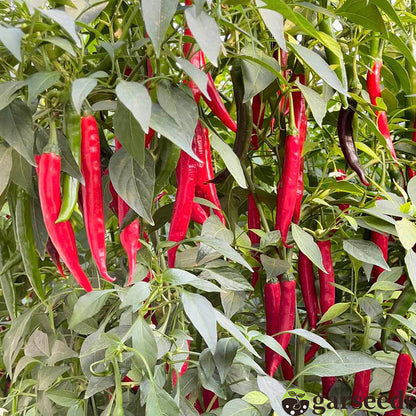 Graines de piment Bio