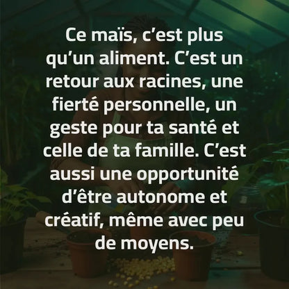 Maïs Doux Jaune Doré – Cultivez chez vous, mangez sain
