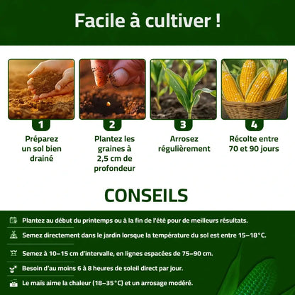 Maïs Doux Jaune Doré – Cultivez chez vous, mangez sain