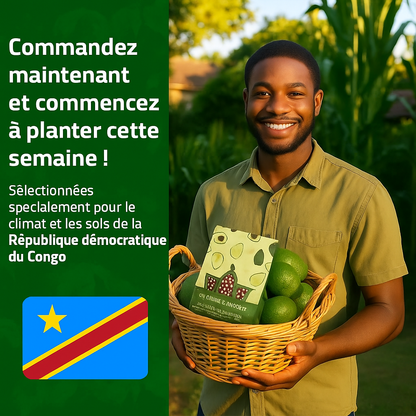 Graines d’Avocat - naturels chez vous, sans produits chimiques !