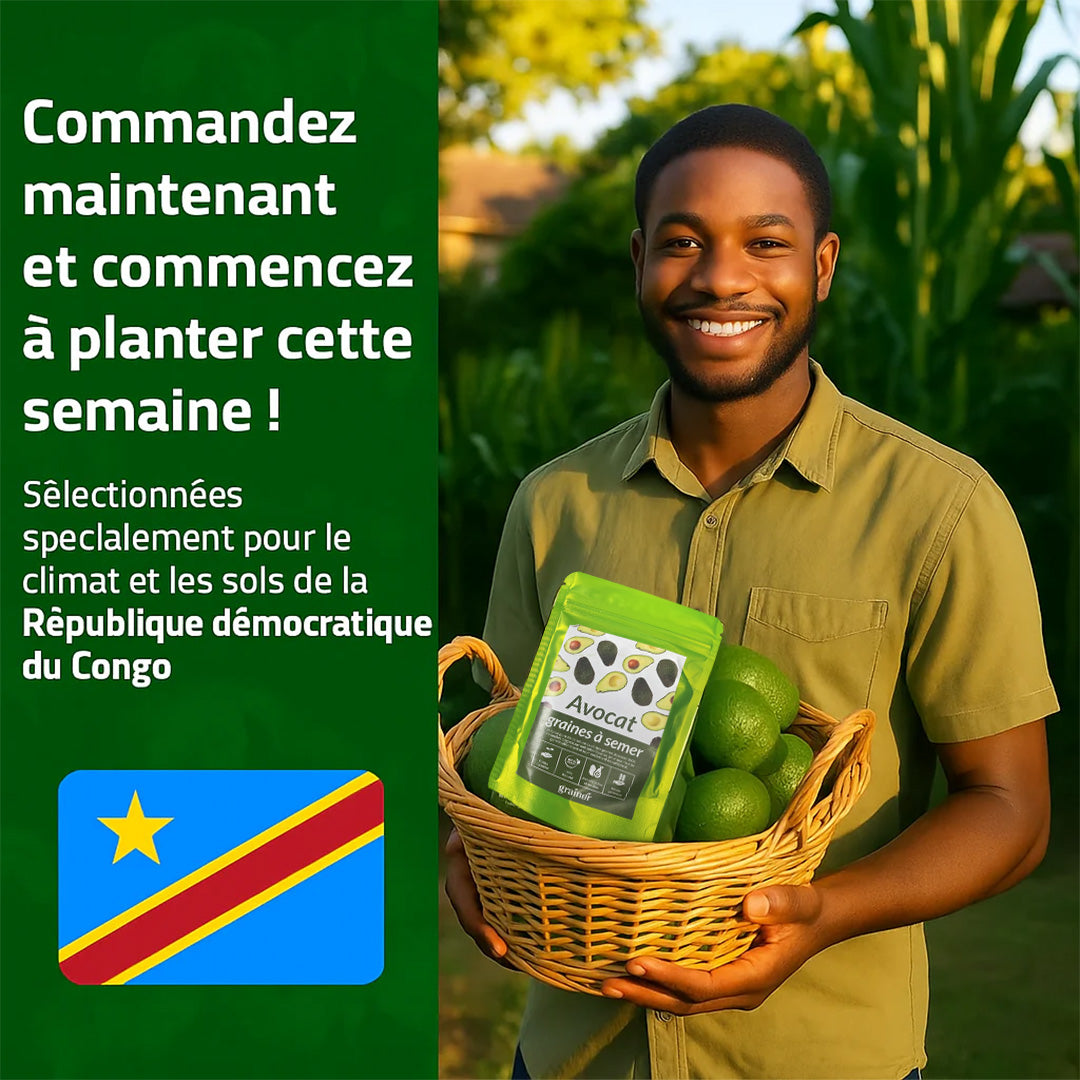 Graines d’Avocat - naturels chez vous, sans produits chimiques !