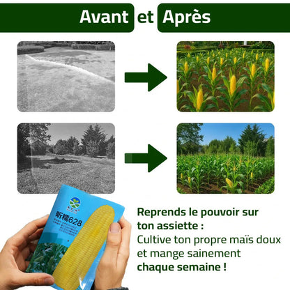 Maïs Doux Jaune Doré – Cultivez chez vous, mangez sain
