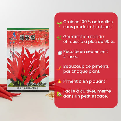 Graines de piment Bio