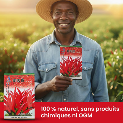Graines de piment Bio