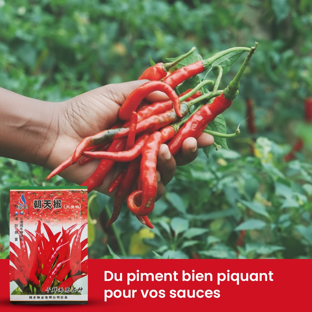 Graines de piment Bio