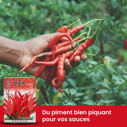 Graines de piment Bio
