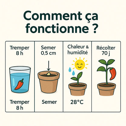Graines de piment Bio